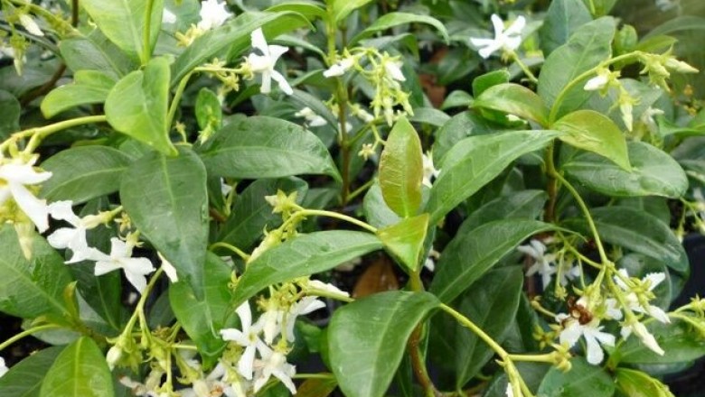 Cây Lạc thạch. Trachelospermum jasminoides - Cây Thuốc Nam Quanh Ta